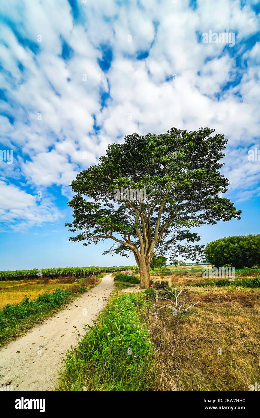 a chinese parasol tree (firmiana simplex)(a scene in the movie Mat biec) grow lonely in the fields near Do Do village, Quang Dien district, Hue, Vietn Stock Photo