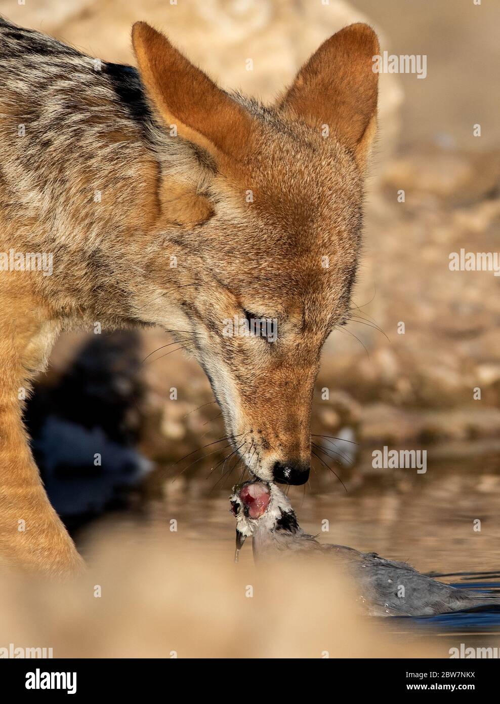 black backed jackal kalahari Stock Photo