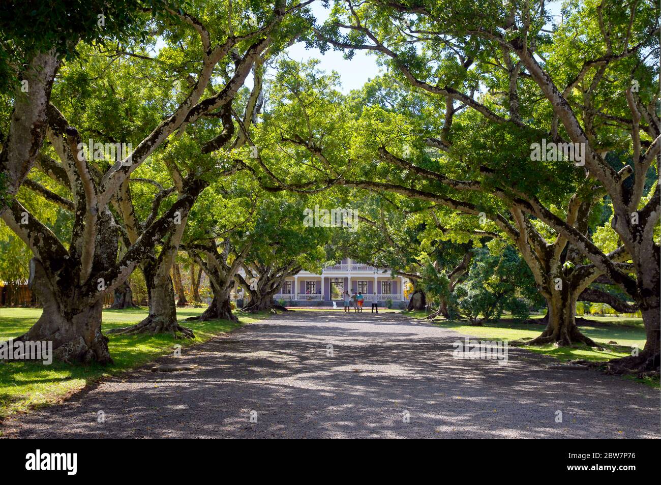 RIVIERE DU REMPART/MAURITIUS AUGUST 15, 2018 The platanes alley