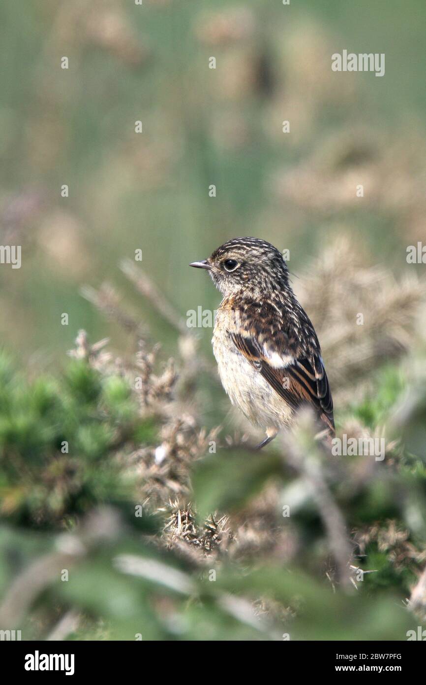 A juvenile European Stonechat (Saxicola rubicola) perches in gorse, Newquay, Cornwall, England, UK. Stock Photo