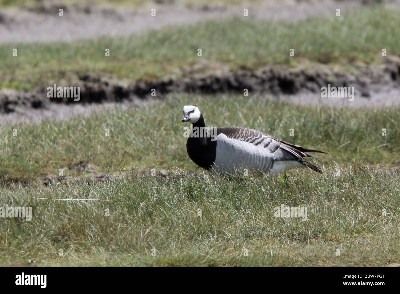 Goose Uk Rspb A Barnacle Goose (Branta leucopsis) standing at Ryan's Field, Hayle ...