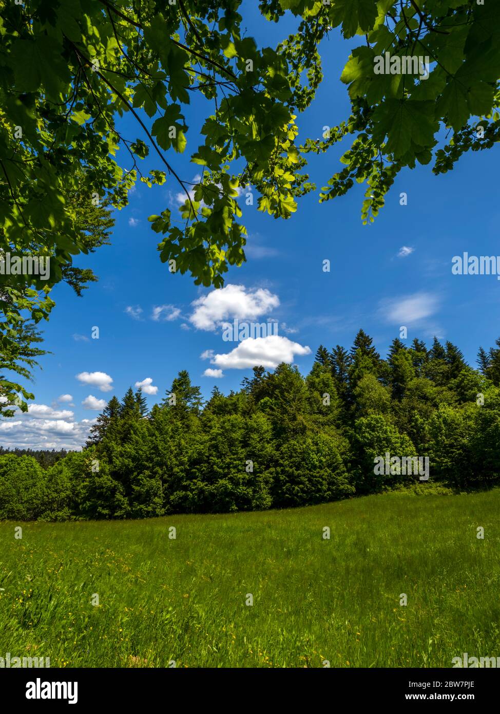 Intensive Green forest greenfield field scenic scenery landscape Stock Photo