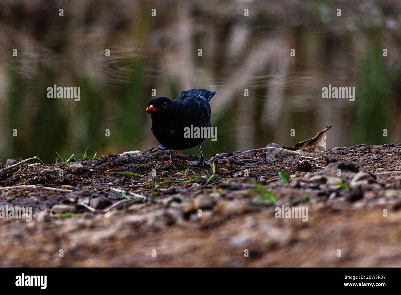 Blackbird by the side of the pond, looking for food Stock Photo - Alamy