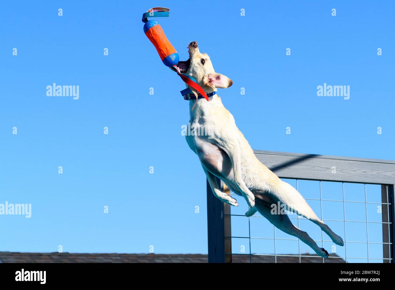 Yellow Lab dog in the air catching a toy while jumping off a dock into