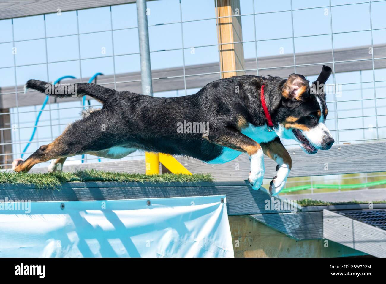 Swiss mountain dog in a dock diving competition jumping off of a dock