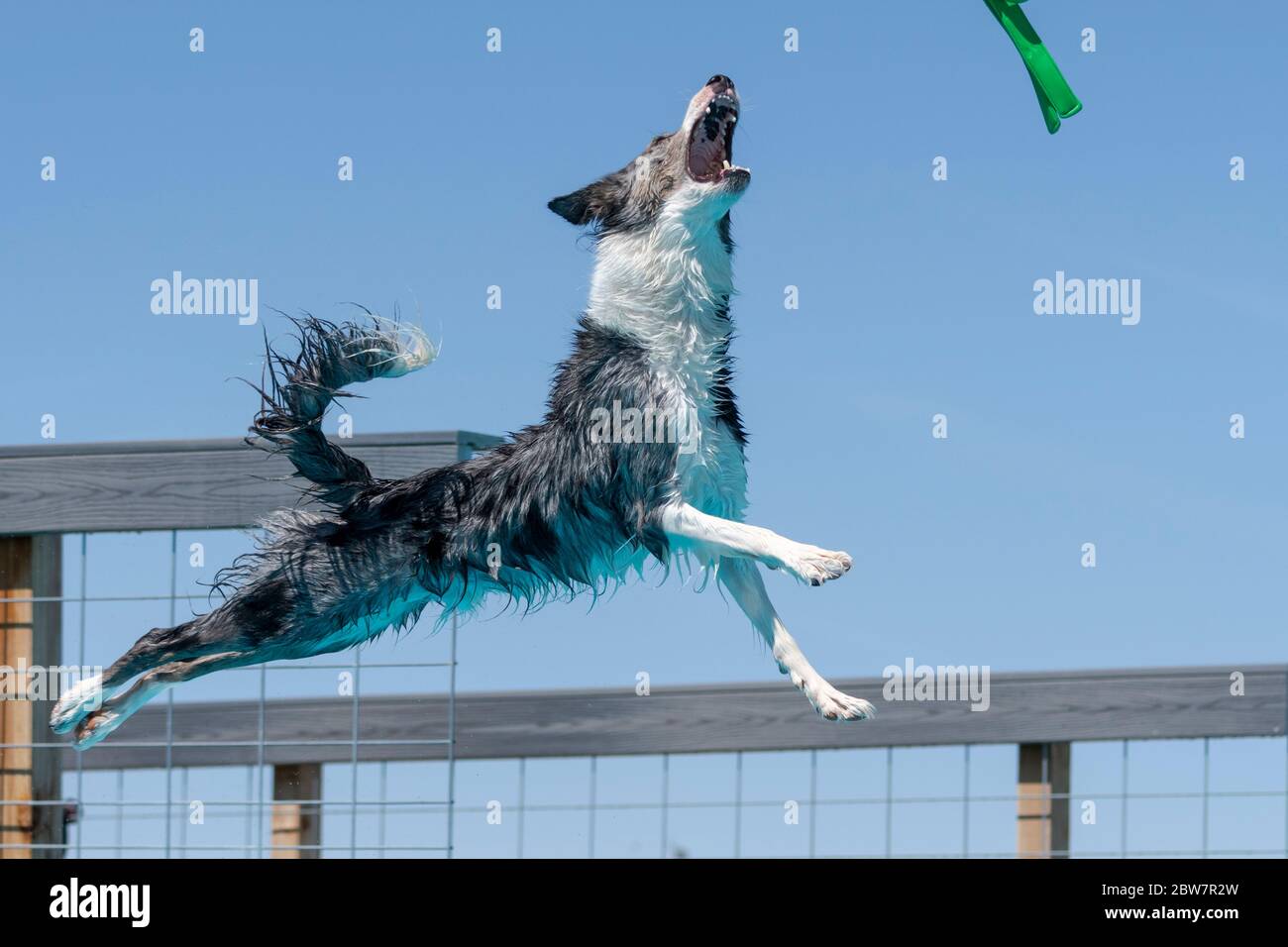 Border collie dog in mid air ready to catch a toy while dock diving