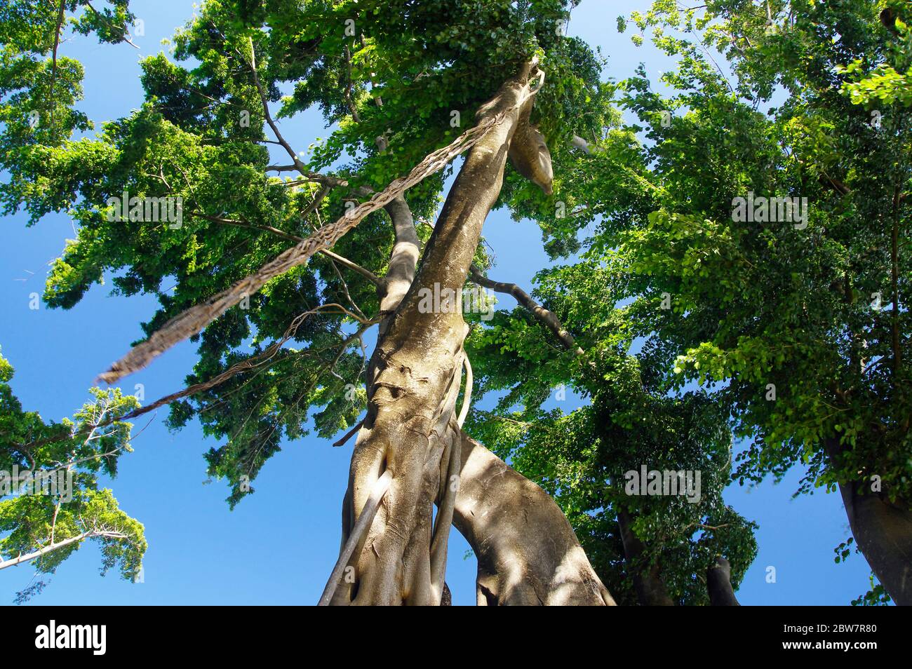 The wild tree in the north west of Basse-Terre, Guadeloupe Stock Photo -  Alamy