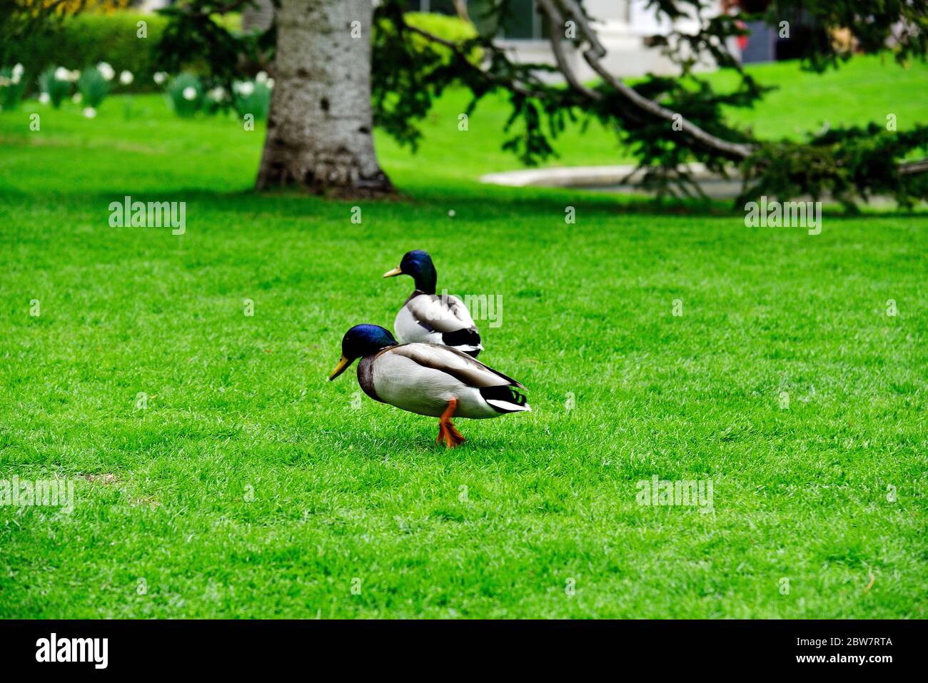 Ducks in the Real Jardin Botanico in Madrid, Spain Stock Photo