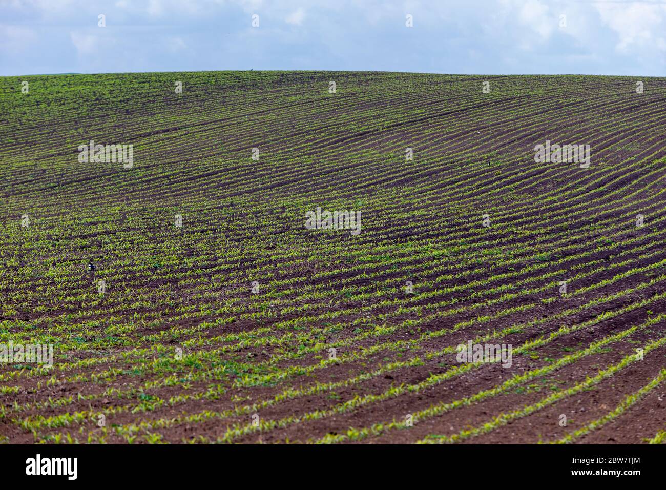 Young corn shoots hi-res stock photography and images - Alamy