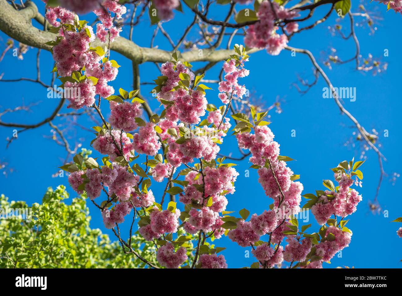 Cherry blossoms flowers Stock Photo