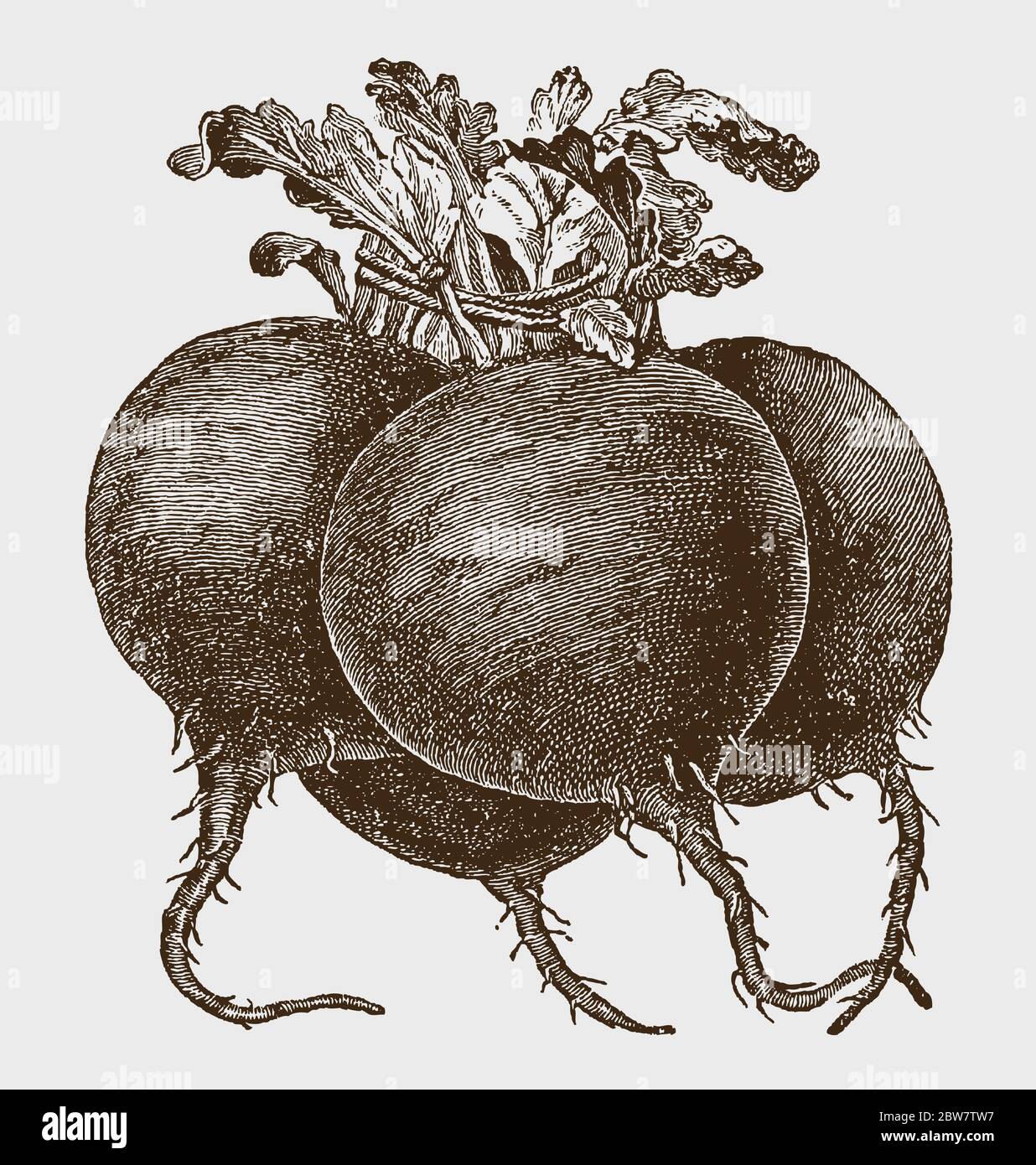 Bunch of four globular beets, after a historical engraving from the early 20th century Stock Vector