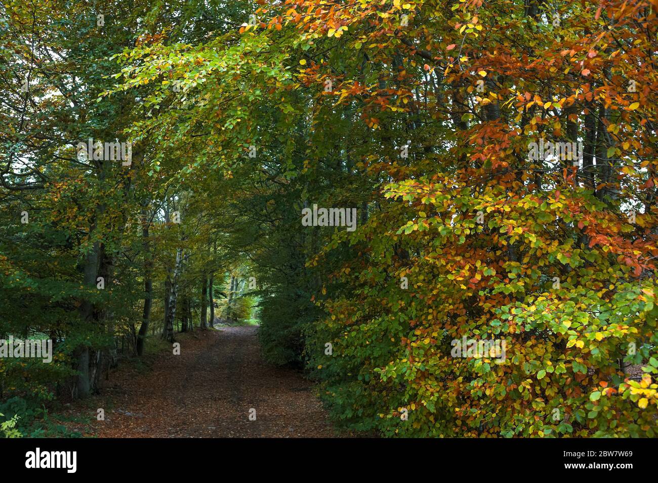 Woodland Walk to Newhart Haugh on the Abbotsford estate, Melrose, Scottish Borders, Scotland, UK Stock Photo