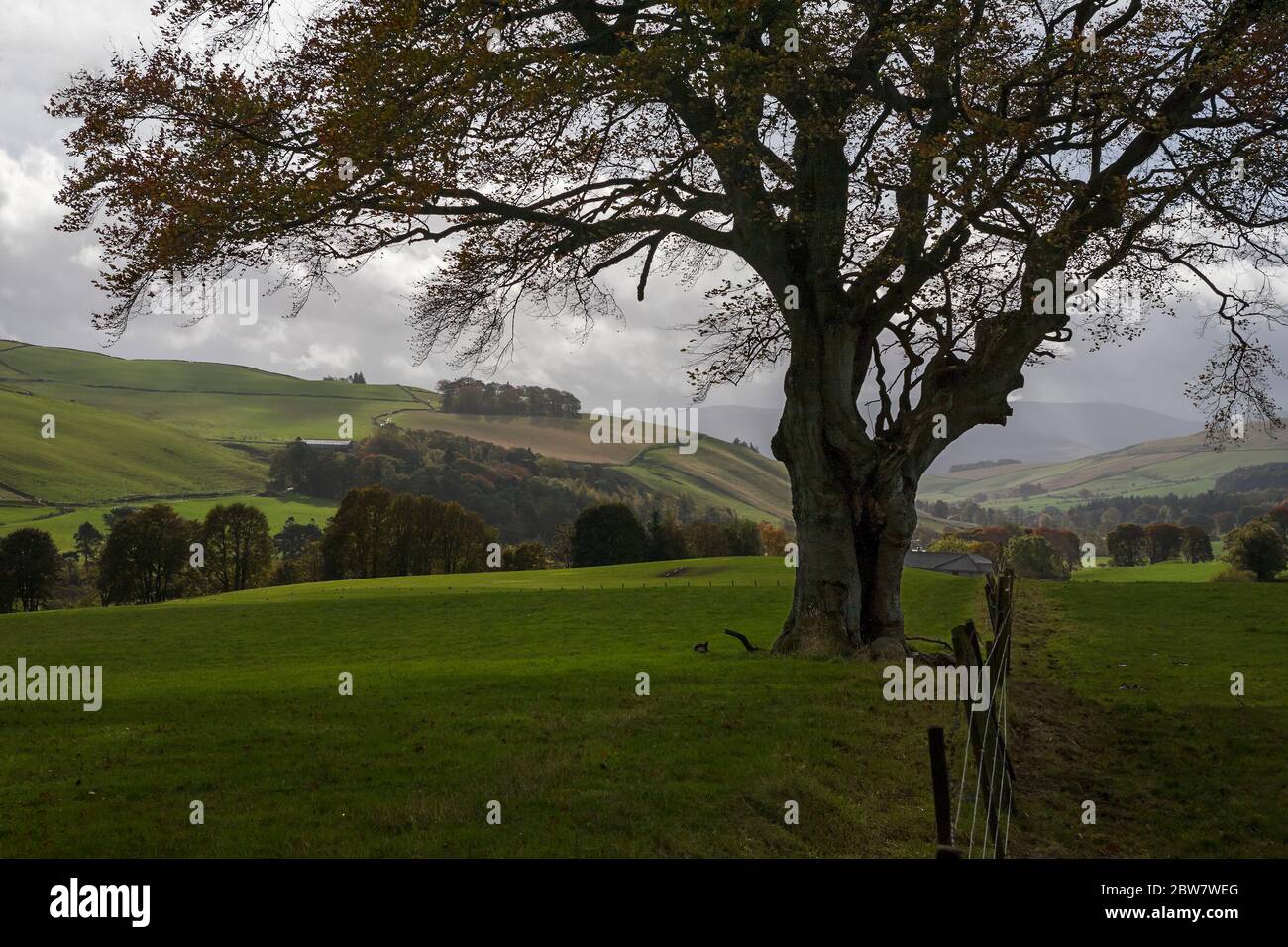 Country near Barony Castle, Eddleston, Scottish Borders, Scotland, UK