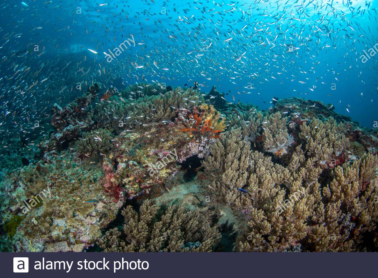 Broccoli Coral High Resolution Stock Photography And Images Alamy