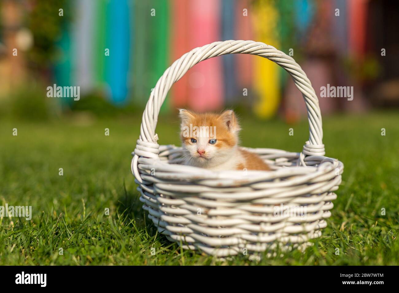 Ginger little kitten portrait in a beautiful white basket made from twigs on green grass in a colorful backyard. Funny domestic animals. Stock Photo