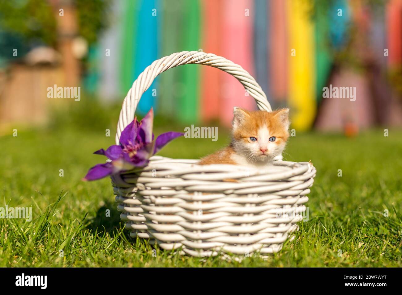 Ginger little kitten portrait in a beautiful white basket made from twigs on green grass in a colorful backyard. Funny domestic animals. Stock Photo