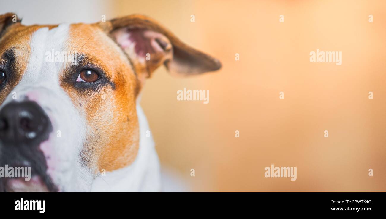 Close-up indoor portrait of a staffordshire terrier, copy space. Head of a pitbull in neutral studio backdrop, natural high-ley light Stock Photo