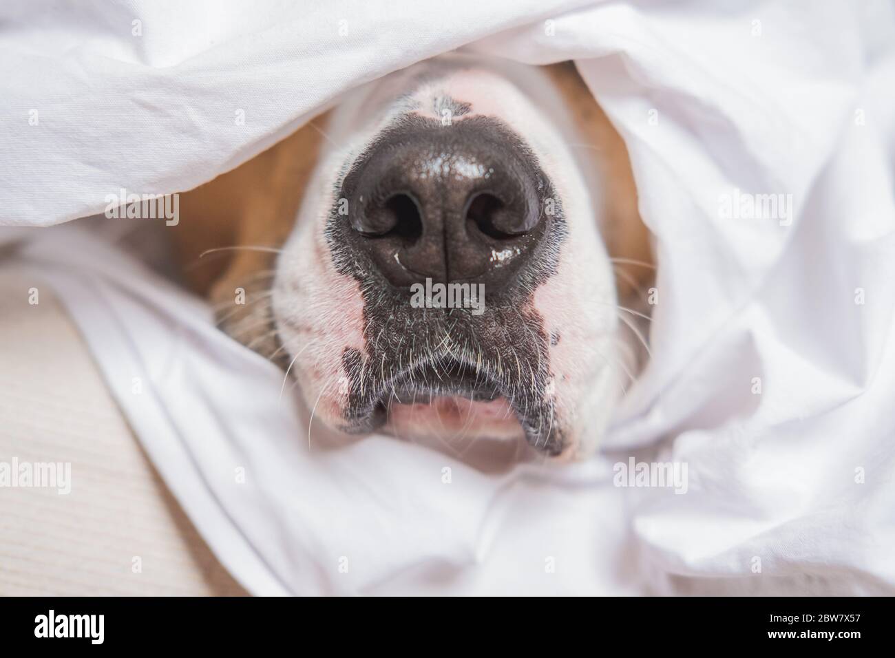 Close-up image of a dog mouth in white bed. Dog's nose sticks out of blankets, sleep in and being lazy concept Stock Photo