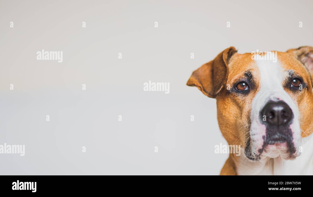 Portrait of a staffordshire terrier dog in studio background, copy space Stock Photo