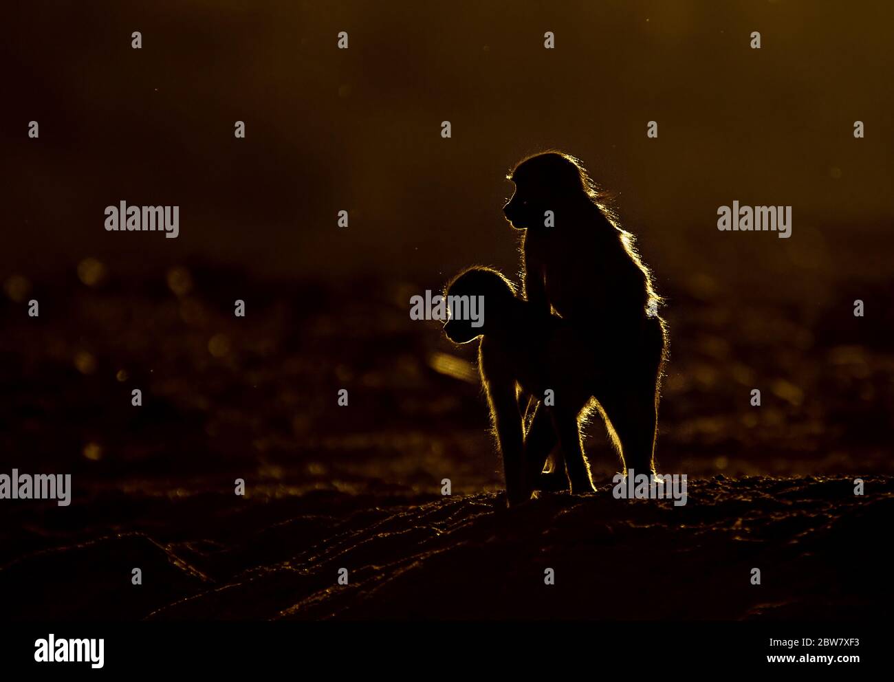 baboon Stock Photo