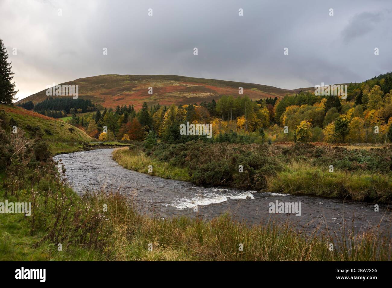 Autumn colour on the moors Leithen Water, Scottish Borders, Scotland