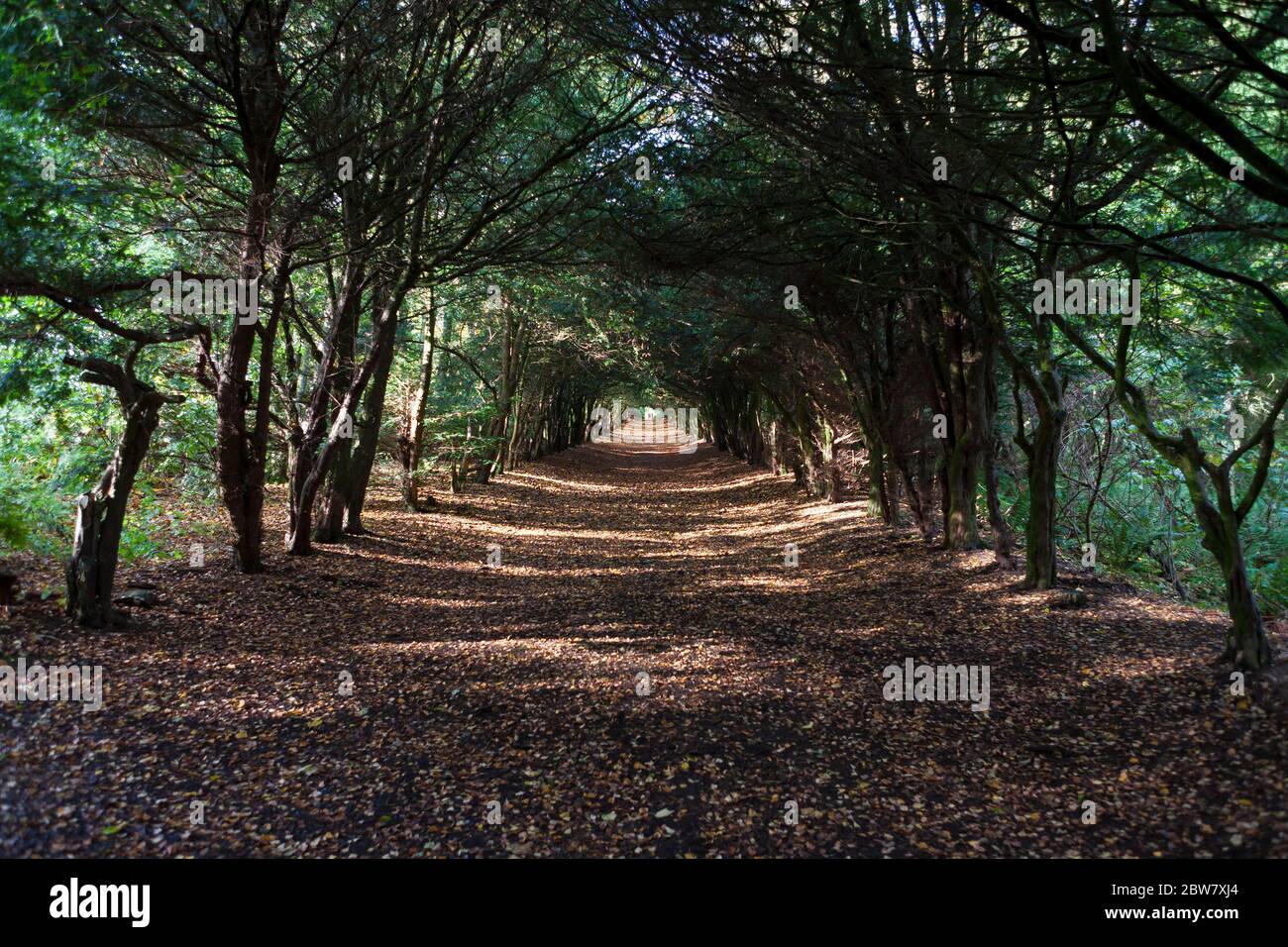 The Yew Tree Walk, leading to the Altar, Barony Castle estate, Eddleston, Scottish Borders, Scotland, UK Stock Photo