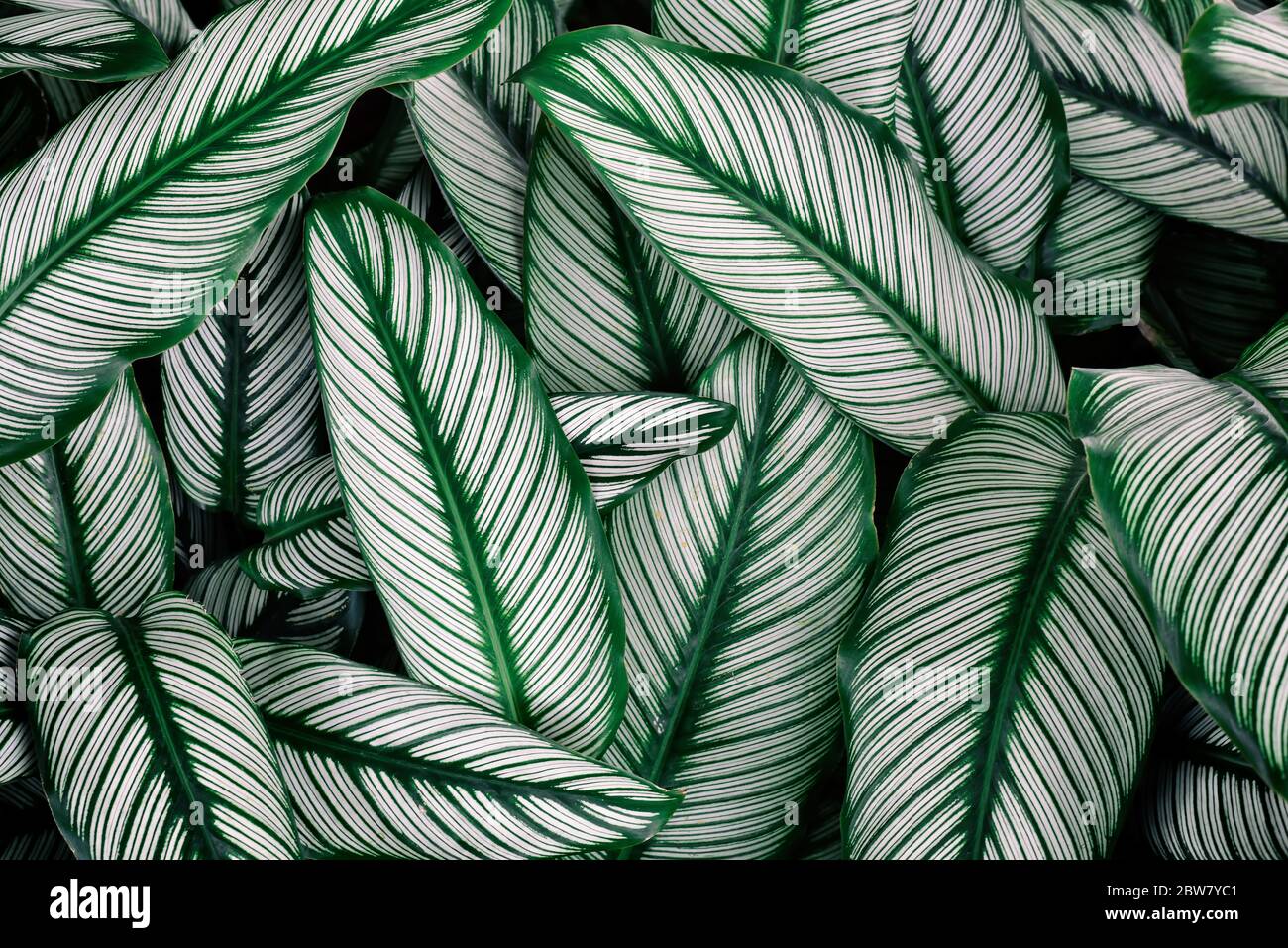 ฺBeautiful Green leaves pattern background, Natural background and wallpaper and backdrop. Nature background concept. Stock Photo