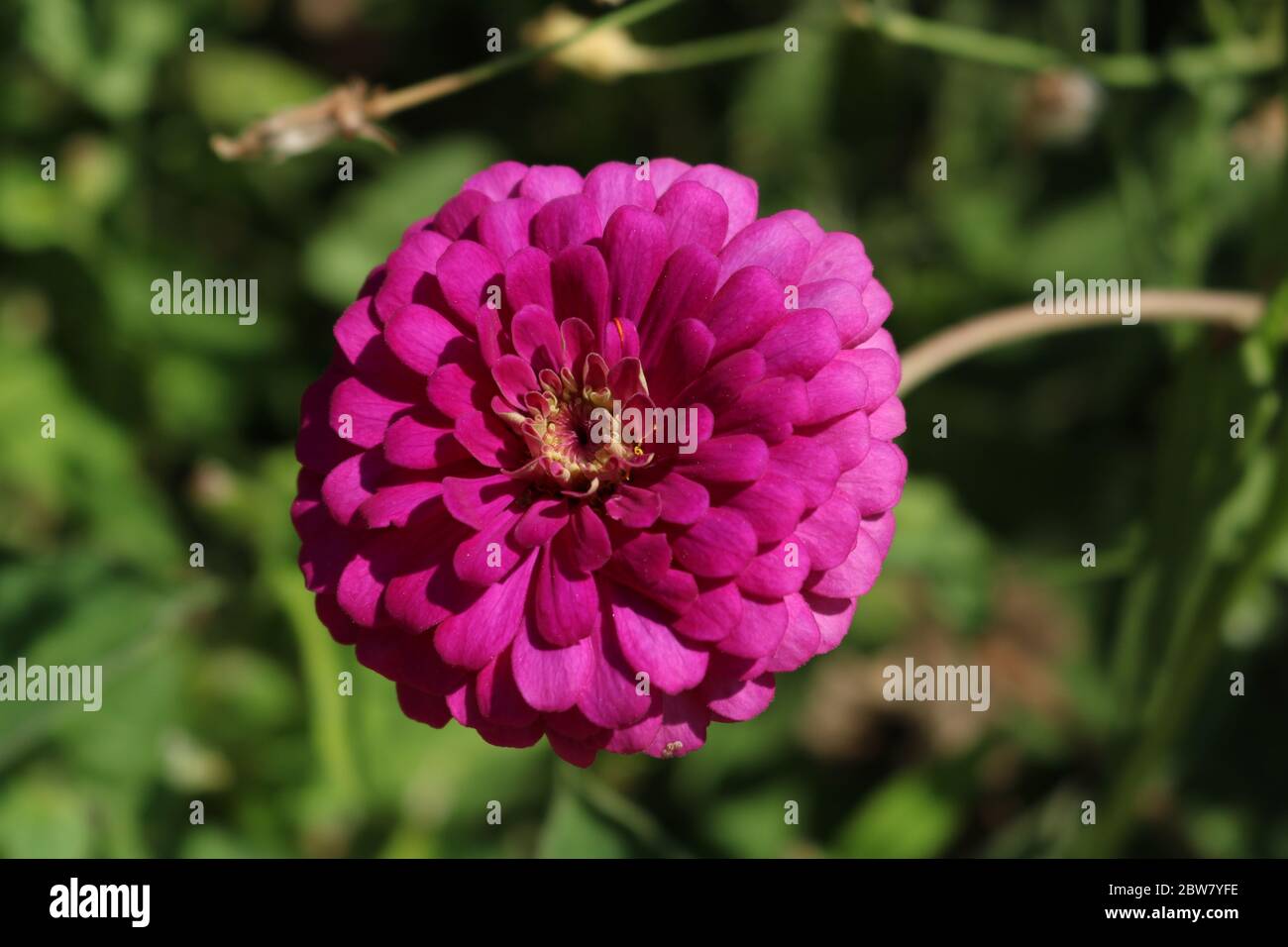 Pink Flower in bloom Stock Photo Alamy
