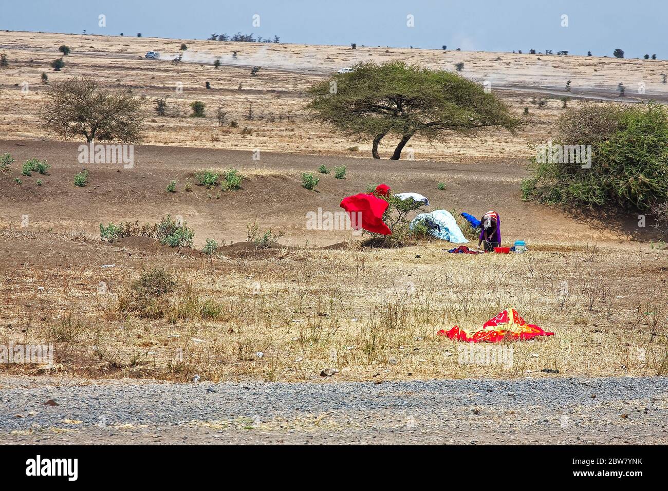 woman washing clothes in buckets, bent over, drying on bushes, grassland, by side of road, 2 cars moving, raising dust, hard work, cleanliness, Tanzan Stock Photo