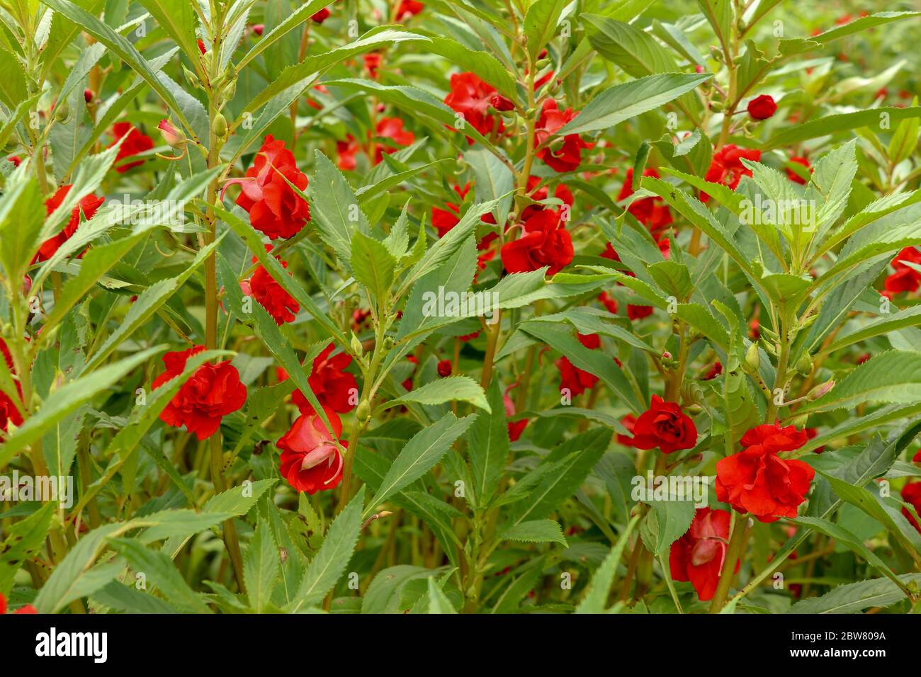 Impatiens balsamina with red flowers blossom and green leaves. S Stock Photo
