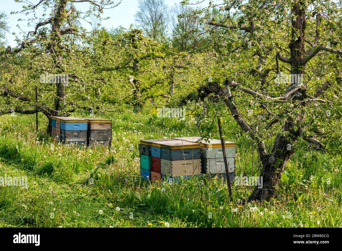 Bee hives in orchard hi-res stock photography and images - Alamy