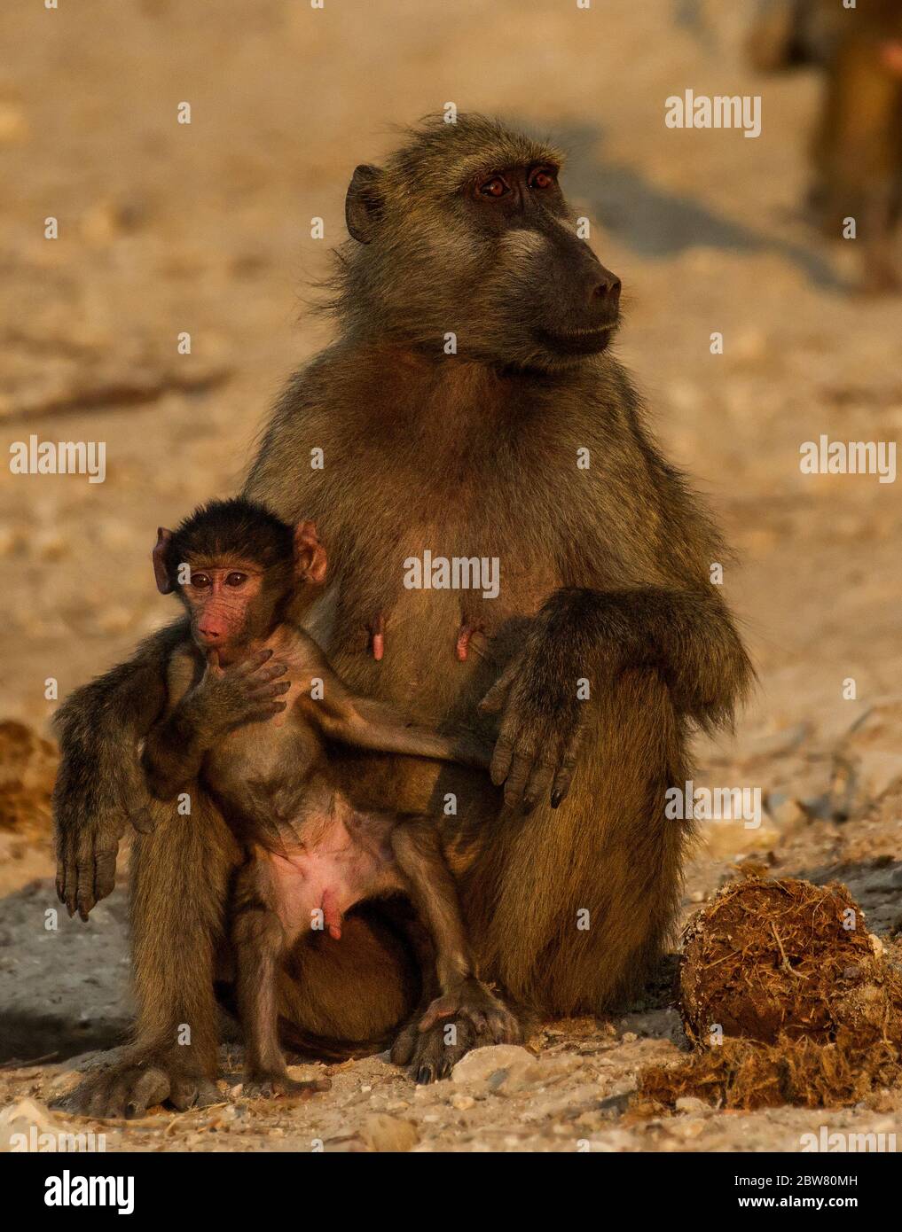 baboon Stock Photo