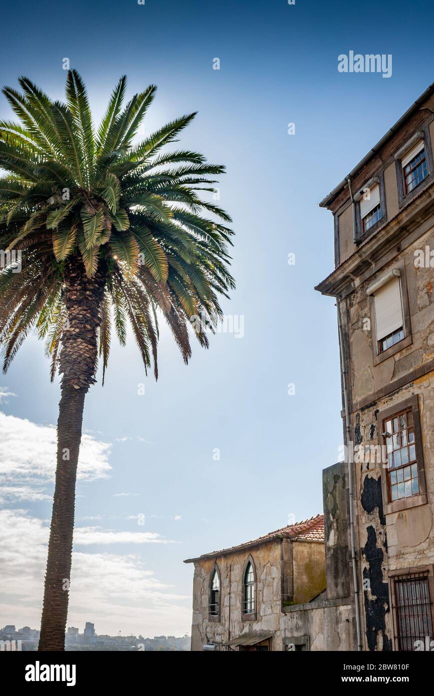 Palm tree at Miradouro da Rua das Aldas in Porto, Portugal Stock Photo Alamy Palm tree at Miradouro da Rua das Aldas in Porto, Portugal Stock Photo Alamy