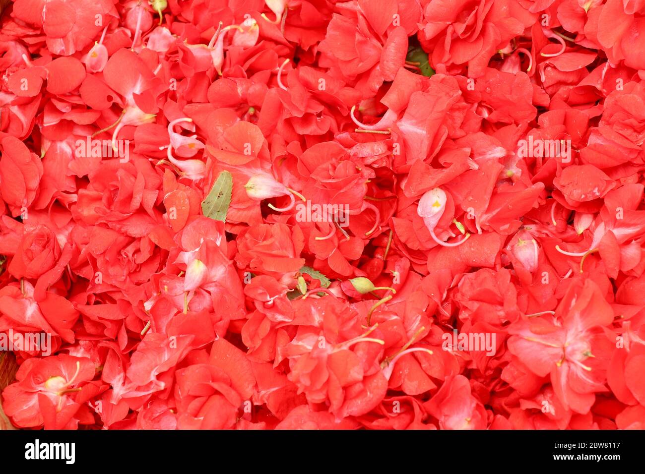 Red Impatiens balsamina. Red flowers of Impatiens Balsamina in a Stock Photo