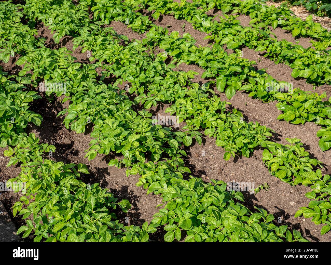 Vegetable bed with organic potatoes Stock Photo Alamy