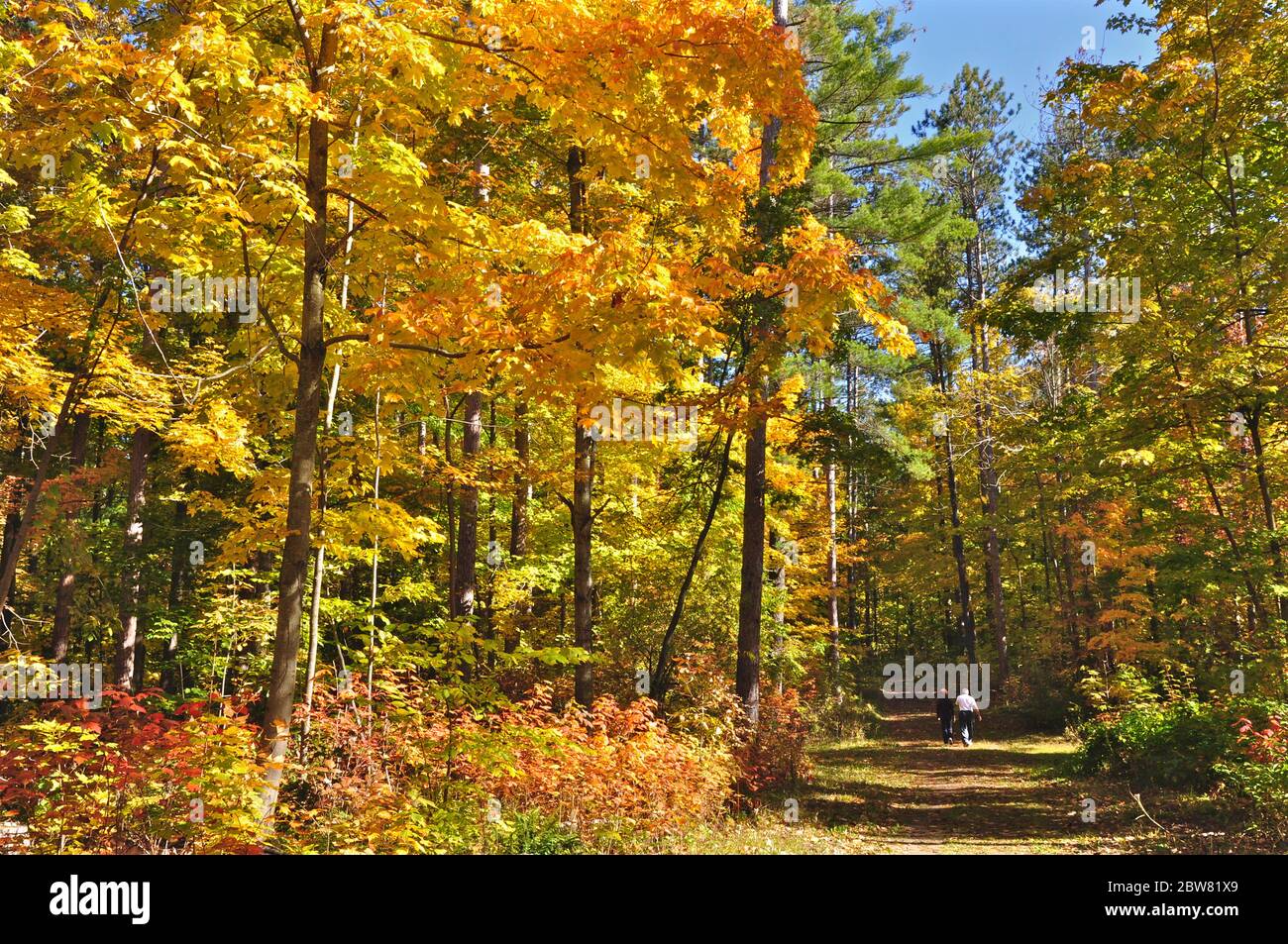 Leisure activity - walking in the forest in autumn Stock Photo