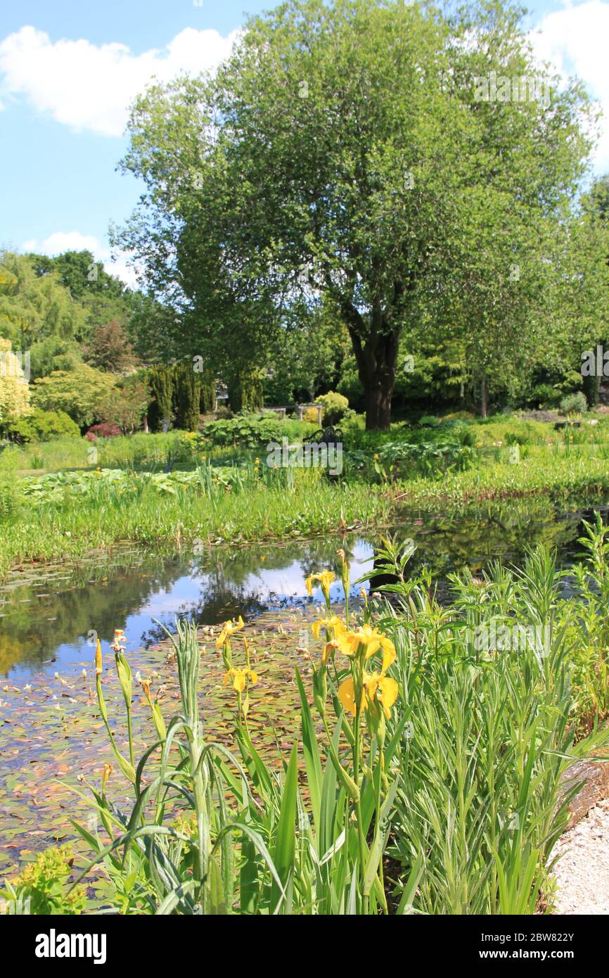 50 ponds in her garden hires stock photography and images Alamy