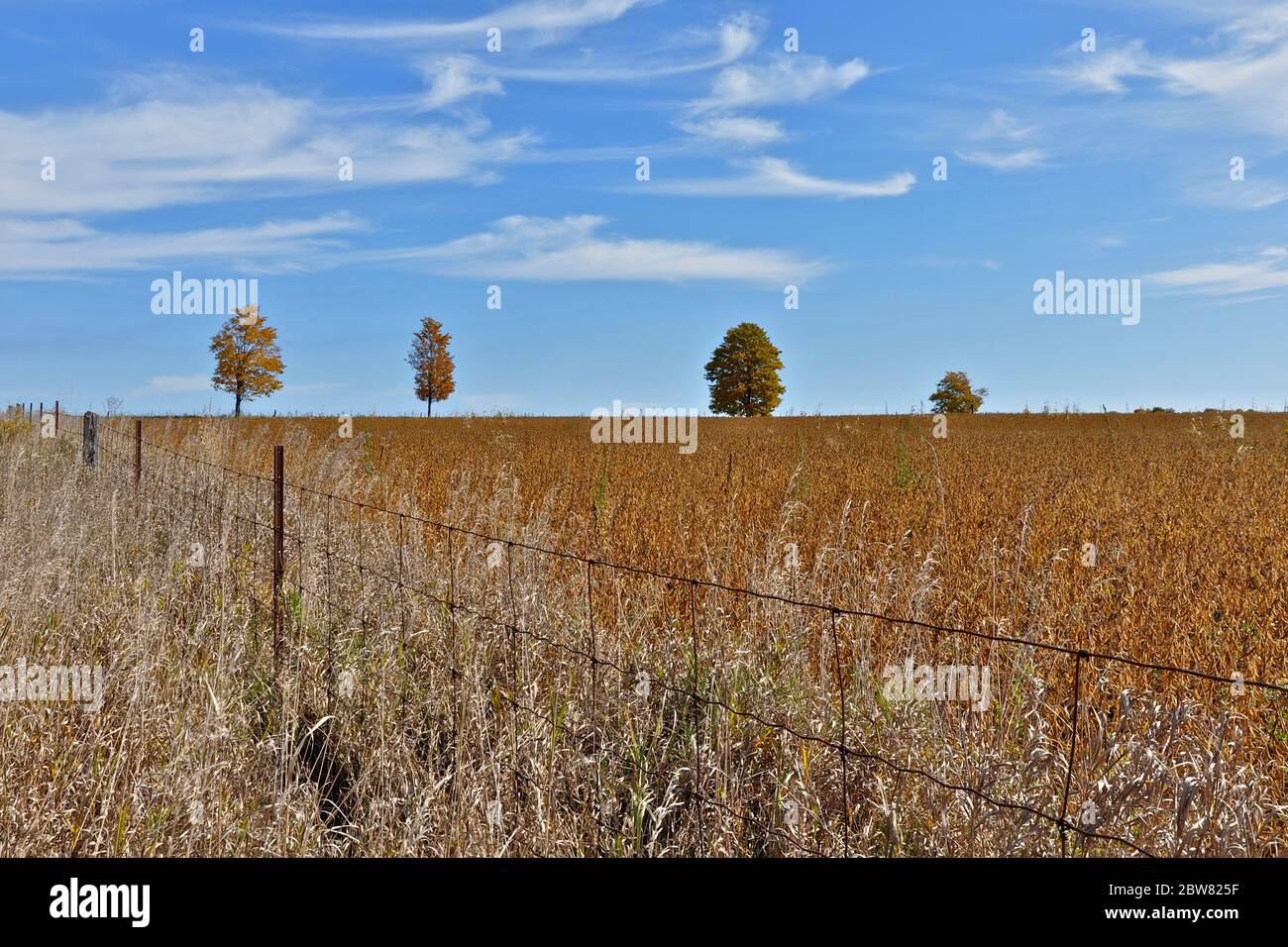 Beautiful maple trees isolated in the middle of a soybean field. perfect as wallpaper Stock Photo