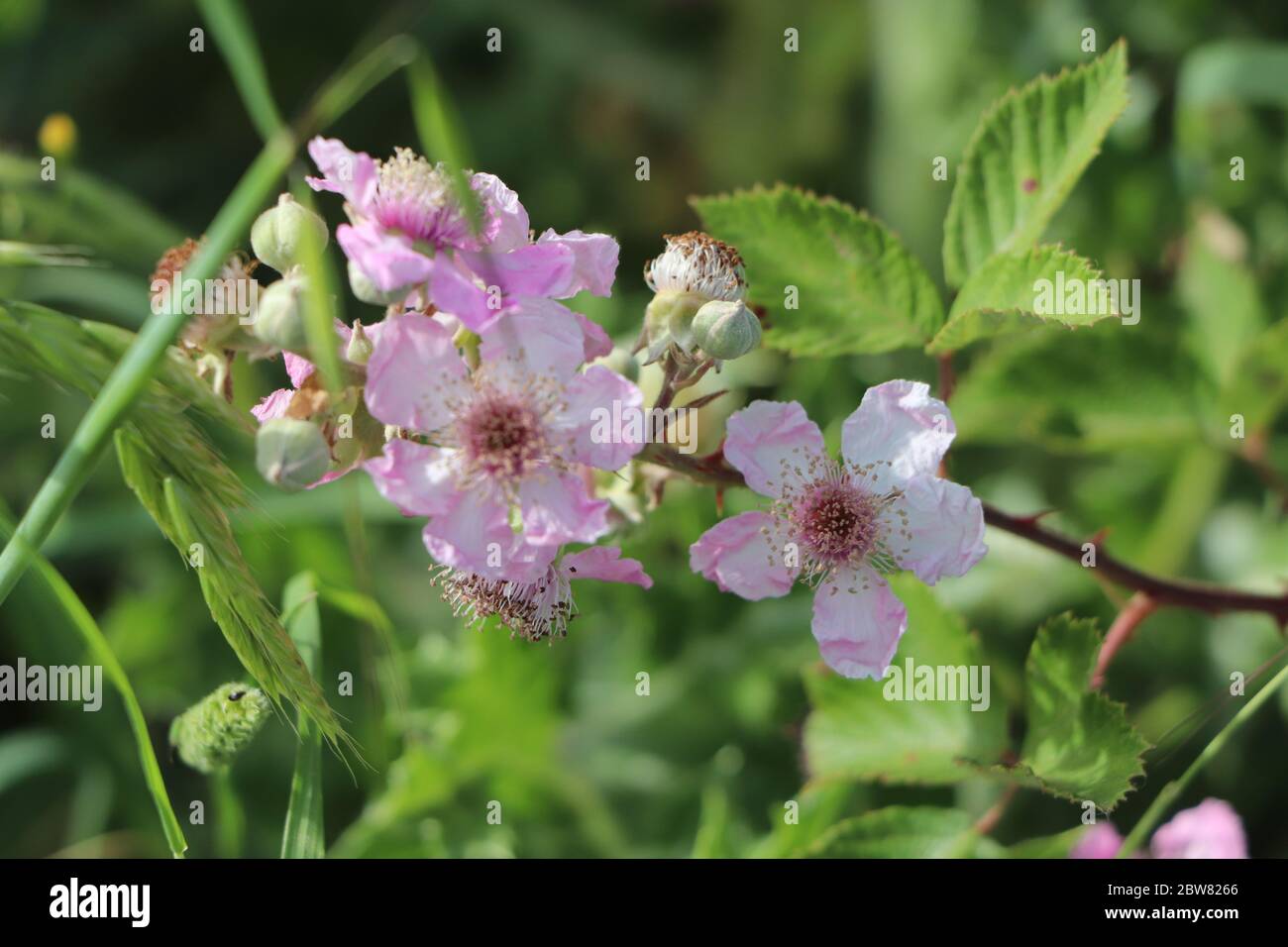 Blackberry leaves and flowers hires stock photography and images Alamy