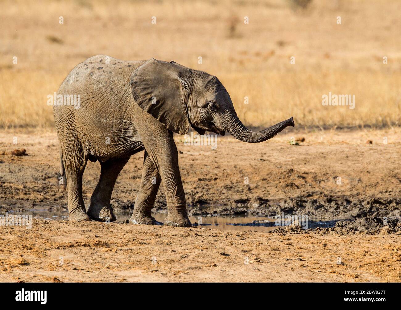 elephant in the wild Stock Photo