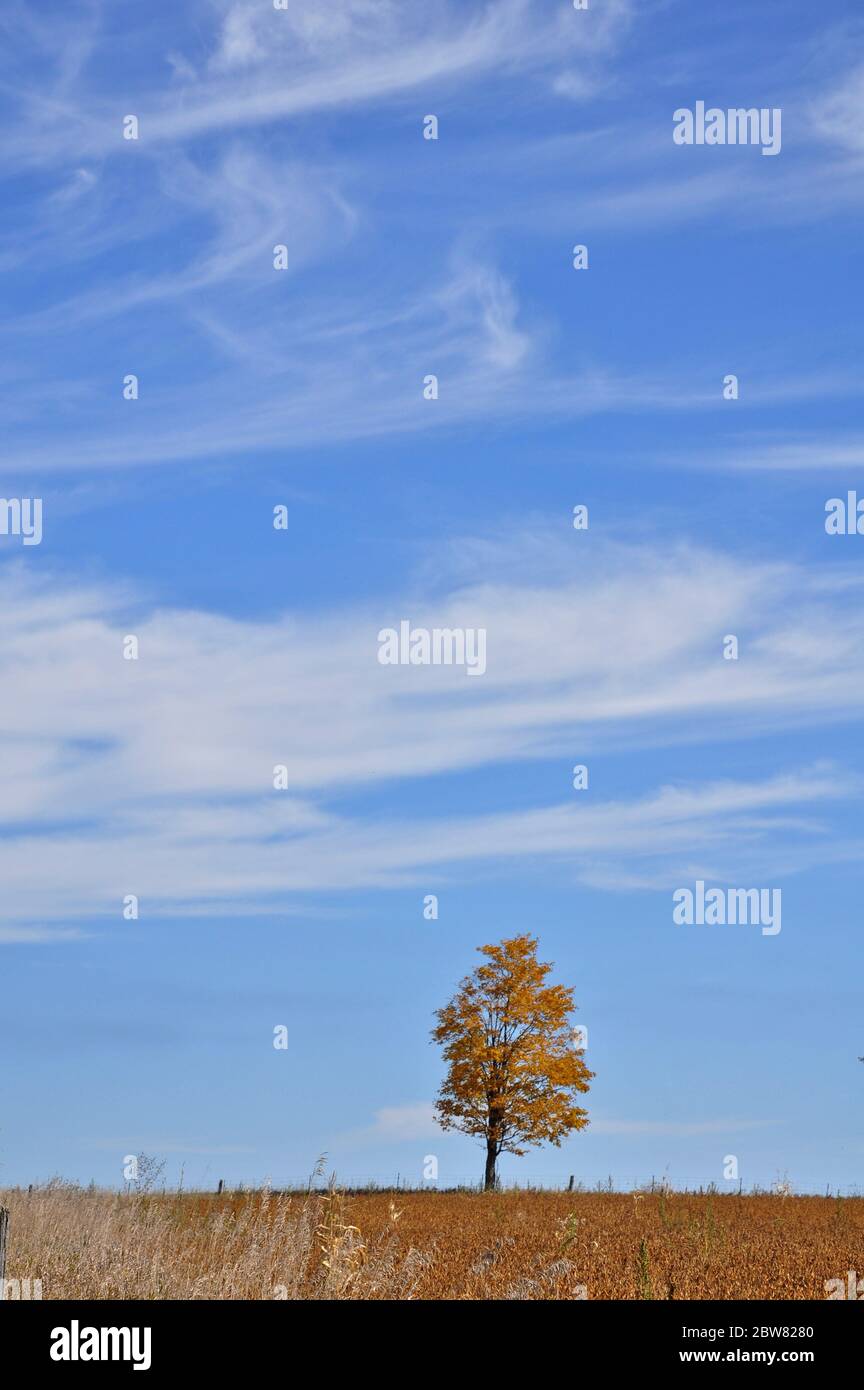Lonely maple trees isolated in the middle of a soybean field. perfect as wallpaper Stock Photo
