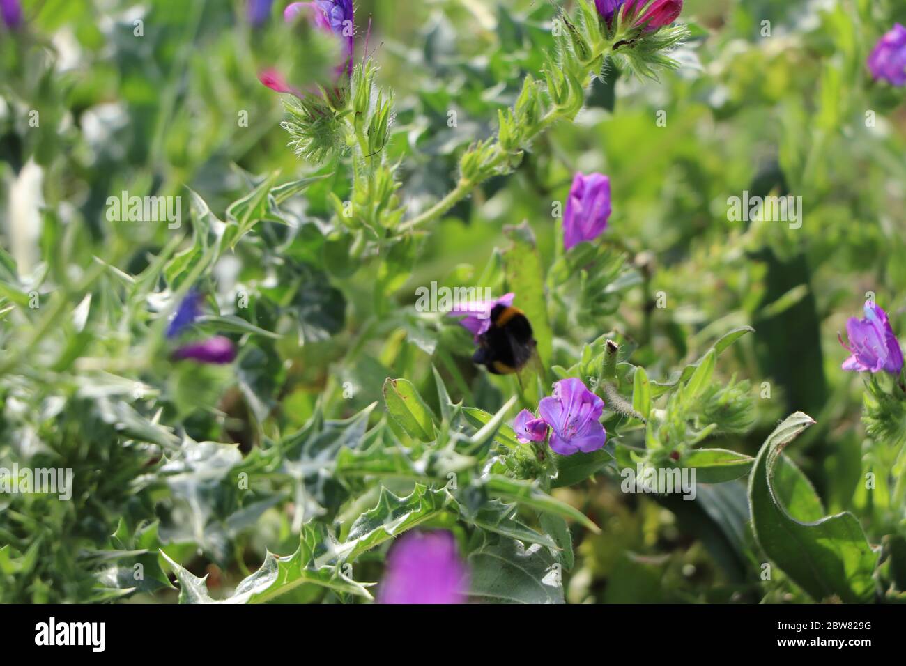 bumblebee on purple viper's bugloss Stock Photo