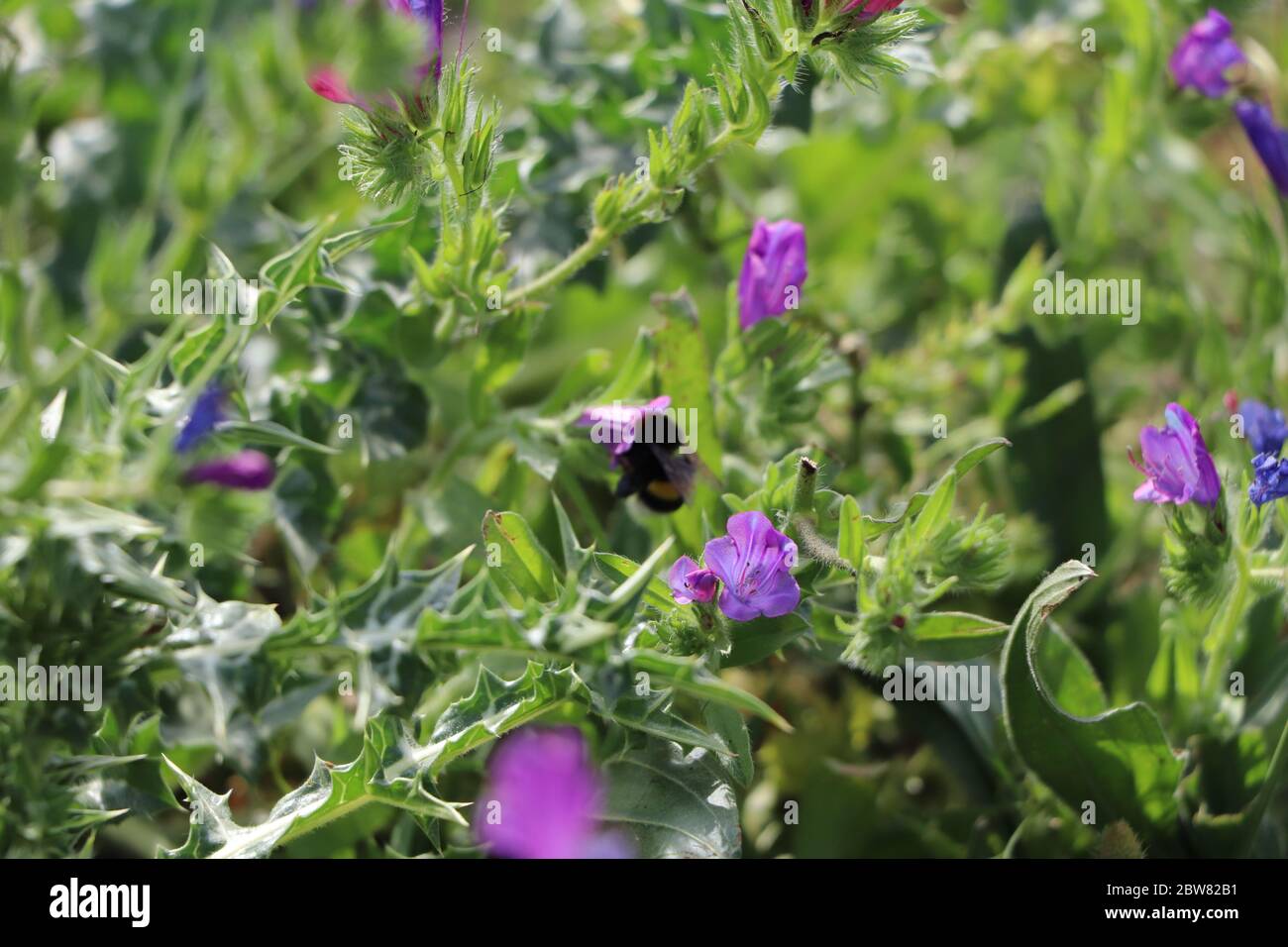 bumblebee on purple viper's bugloss Stock Photo