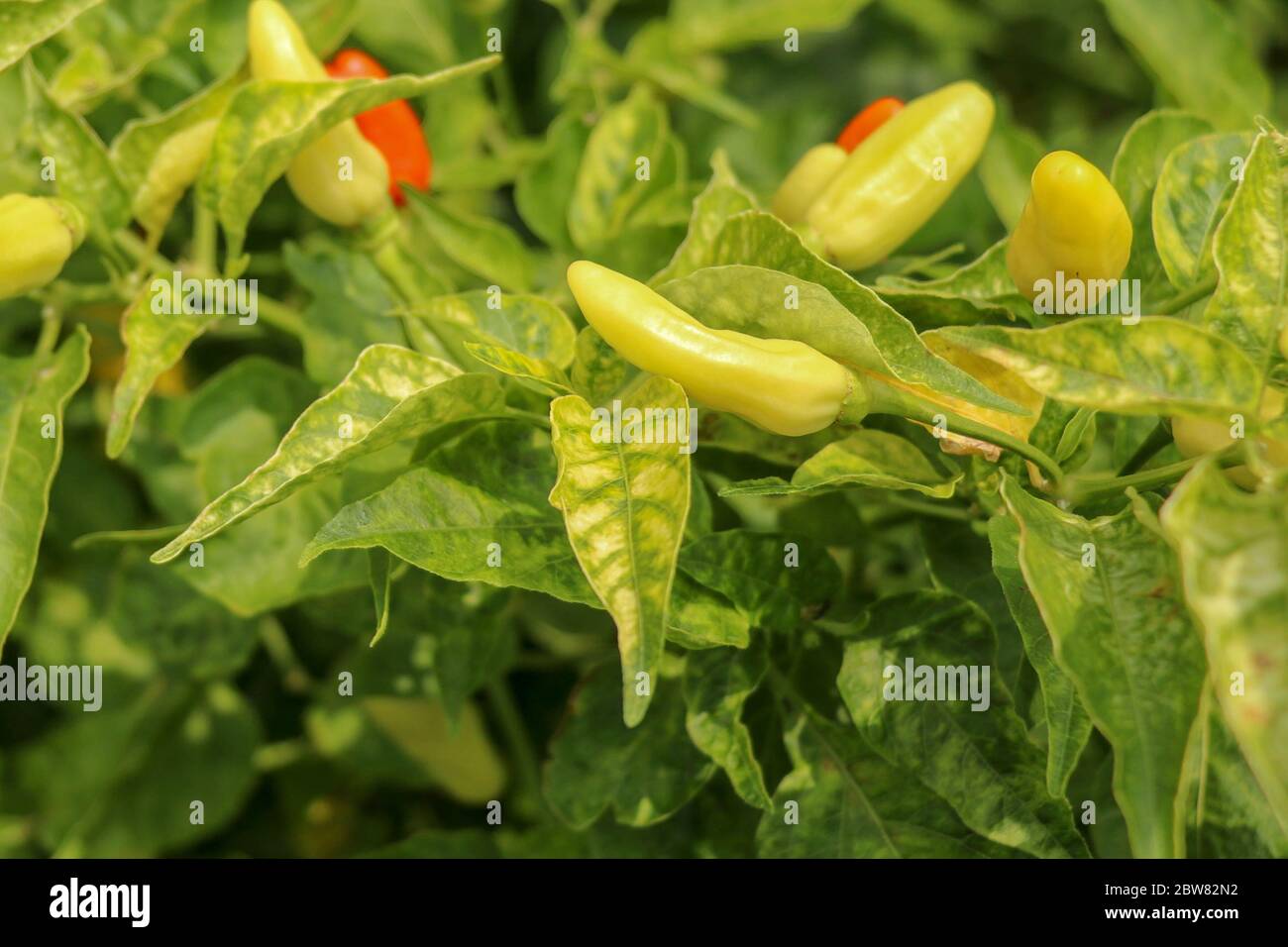 Yellow colour chillies or chilli peppers growing on the plant. C Stock