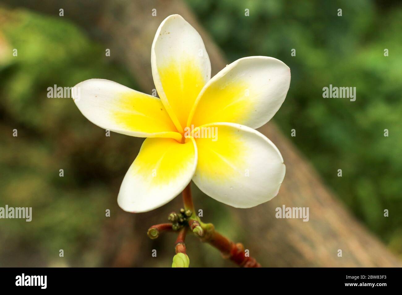 Plumeria, common name Frangipani is a genus of flowering plants Stock