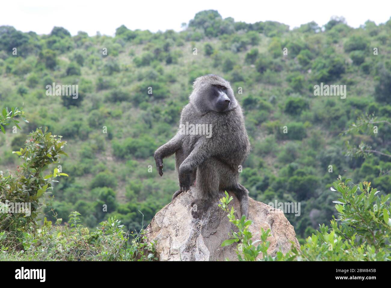 Portrait of a single baboon sitting on a large stone on the edge of a rock, in the background the other green overgrown valley Stock Photo