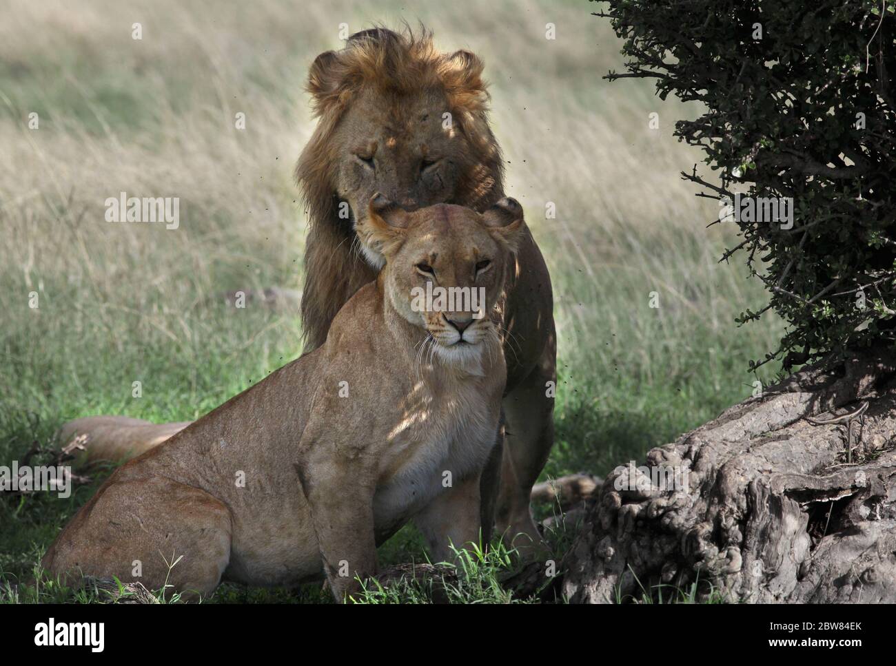 a lion couple sits majestically in the shade of a bush, resting from the efforts of the mating Stock Photo