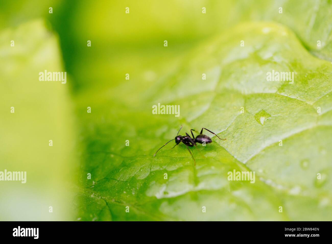 ant resting on the grass. Stock Photo