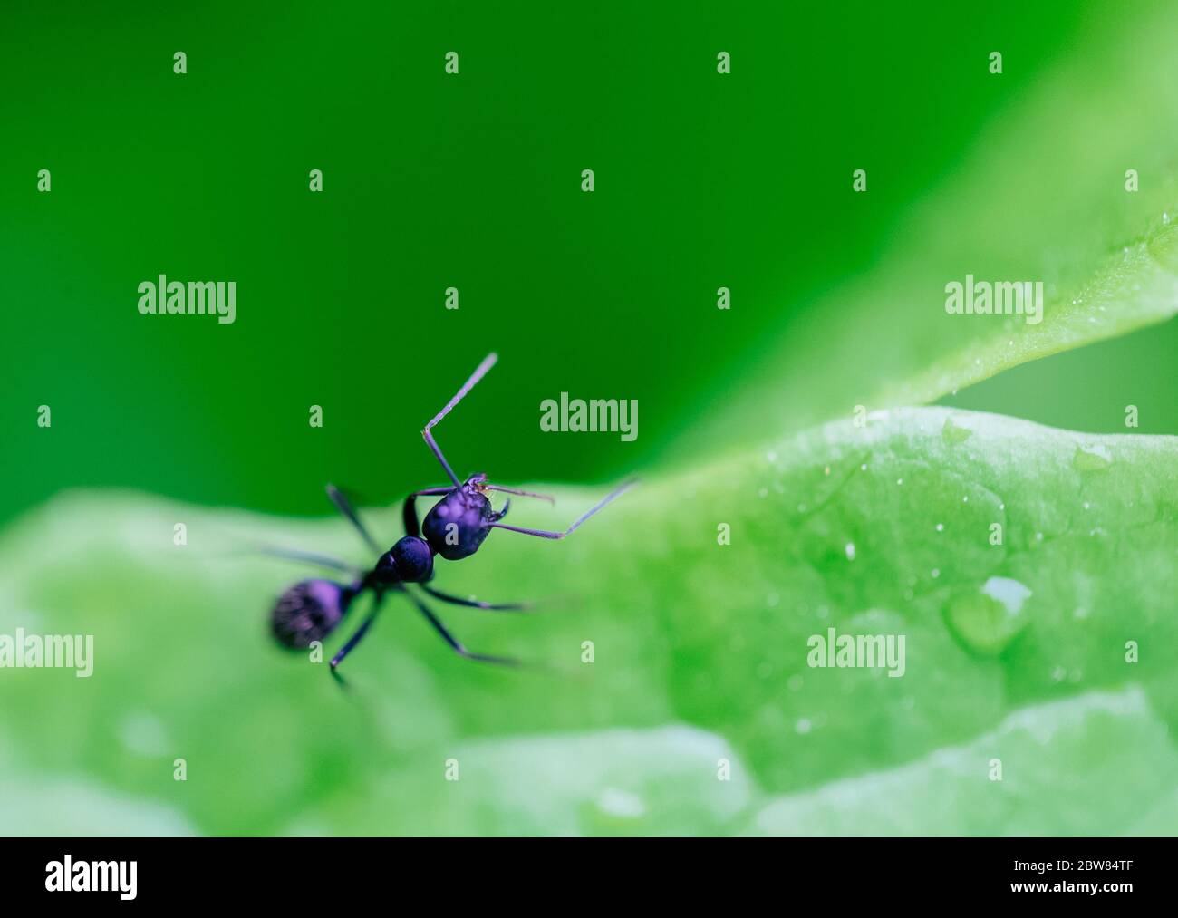 ant resting on the grass. Stock Photo
