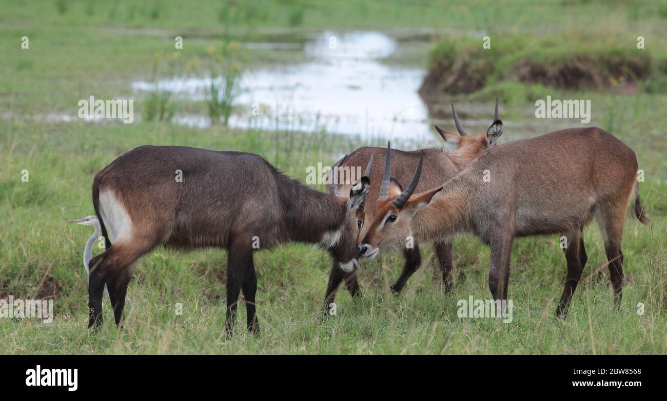 Waterbucks, face to face in the green Kenyan savannah. The landscape was flooded after heavy downpour Stock Photo